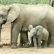 Illustration for article titled Why Elephants Would Be Our Ideal Overlords